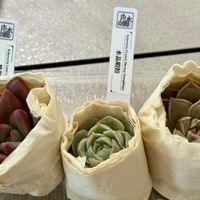 桃源郷,桃源郷,エケベリア ドクターストレンジ,エケベリア 水晶えび餃子,エケベリア 水晶えび餃子の画像