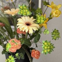 ガーベラ,フリージア,スプレーカーネーション,ウンリュウヤナギ,ブプレウルムの画像