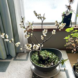 ウメ,寒梅,冬至（梅）,盆栽の画像