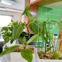 月下美人,フィカス・アルテシマ,多肉植物,緑のある暮らし,多肉植物のある暮らしの画像