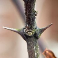 サンショウ,冬芽と葉痕,冬芽と葉痕,m.冬芽の画像