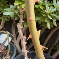 バラ パシュミナ,ピンクオオデマリ,ピンクオオデマリ,お楽しみ❀.(*´▽`*)❀.,ばら バラ 薔薇の画像