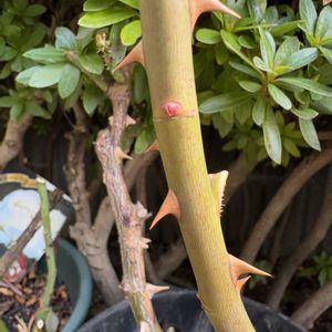 バラ パシュミナ,ピンクオオデマリ,ピンクオオデマリ,お楽しみ❀.(*´▽`*)❀.,ばら バラ 薔薇の画像