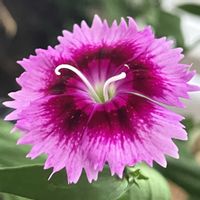 ナデシコ,ナデシコ,小さな花,ピンク,癒しの画像