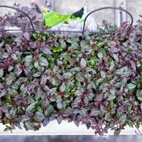 ベロニカ,ベロニカオックスフォードブルー,葉っぱのある暮らし,繋がりに感謝,GS皆様ありがとうの画像