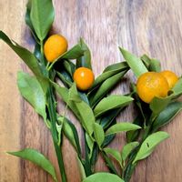 オリーブ,キンカン,ローレル　月桂樹の画像