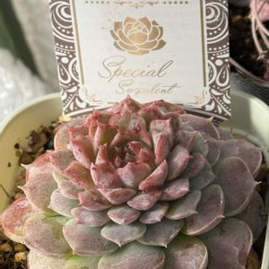 乙女心,ゴーレム,ピーチブリデ,ラブリーチェリー,セダム属の画像