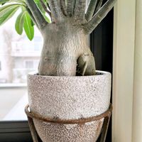 アデニウム,アデニウムの画像