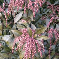 アセビ,金曜日の蕾たち,木曜日は木,お出かけ先の画像