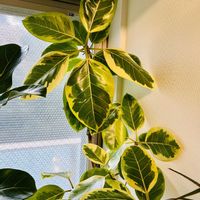 フィカス・アルテシマ,アロカシア,フィカス,フィカス アルテシーマ,森林浴の画像