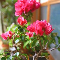 ブーゲンビリア,ブーゲンビリア,小さな庭（植木鉢）,その他部屋の画像