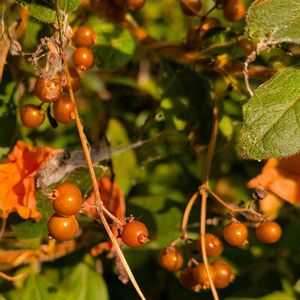 ヘクソカズラ,屁糞蔓,雑草,山野草,野草の画像