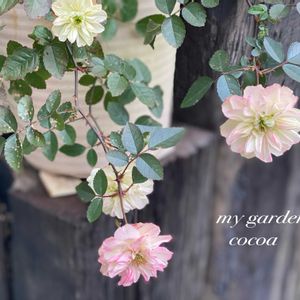 グリーンアイス,大和芋,薔薇♪,緑のある暮らし,ナチュラルスタイルの画像