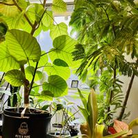 アグラオネマ,エバーフレッシュ,フィカス　ウンベラータ,フィロデンドロン,ブラッサイアの画像