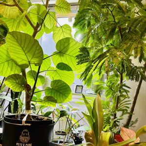 アグラオネマ,エバーフレッシュ,フィカス　ウンベラータ,フィロデンドロン,ブラッサイアの画像