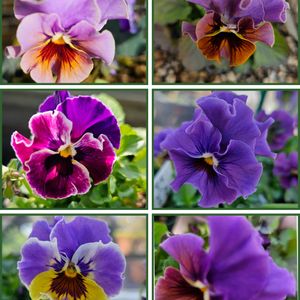パンジー・ビオラ,プリムラマラコイデス,ハンギングバスケットの画像