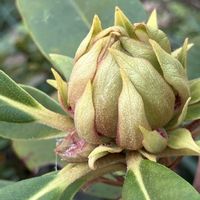 クリスマスローズ,シャクナゲ,レモン,レモン,クリスマスローズ マエストロの画像