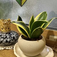 サンスベリア,今年の観葉植物の画像