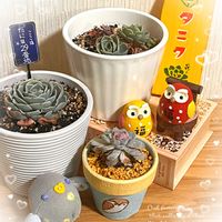 ガーベラ,グラジオラス,ネコヤナギ,エケベリア,エケベリアの画像