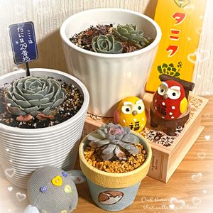 ガーベラ,グラジオラス,ネコヤナギ,エケベリア,エケベリアの画像