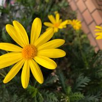 ユリオプスデージーの画像