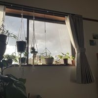 チランジア,グリーンネックレス,チューリップ,ヒヤシンス,ポトスの画像