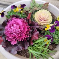 カーネーション,スターチス,ラブポーションブラッシカ,うれしい！,庭パトの画像