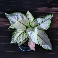 アグラオネマの画像