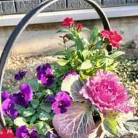 オキザリス,シクラメン,ナデシコ,ハボタン,パンジーの画像