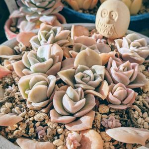 ラブリーローズ,寄せ植え,多肉植物,エケベリア属,多肉植物の紅葉の画像