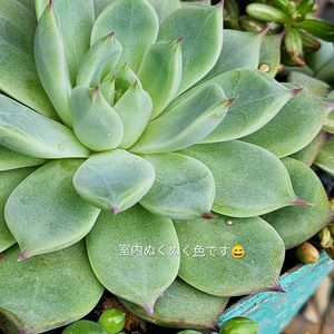グリーンネックレス,セダム,オーロラ,桃太郎,セトーサの画像