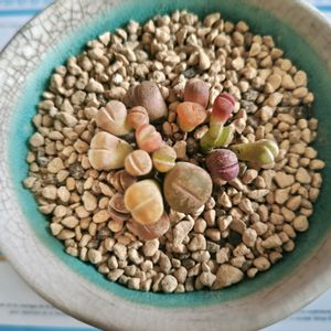 サボテン,リトープス,リトープスMIX,リトープス色々,多肉植物の画像