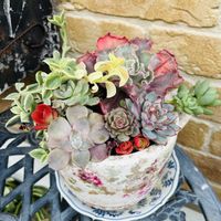 ハートカズラ,ルビーネックレス,ベビーサンローズ,エケベリア,火祭りの画像