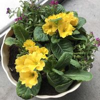 オレガノ,葉牡丹,ラベーンダー,アリッサム、ジユリアン,庭の花の画像