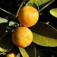 キンカンの画像