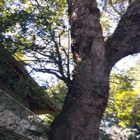 クスノキ,旅先,ありがとう♡,素敵な仲間たち,早咲きの桜の画像