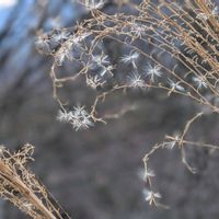 ウメ,ススキ,ボケ,ボケ(木瓜),梅 (白梅)の画像