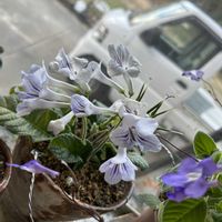 ゴーラム,ストレプトカーパス,ブロウメアナ,熊童子錦,ルエラの画像