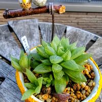 雪の花,トキワシノブ,雪の華,シノブ玉,ぼん・トキワシノブの画像