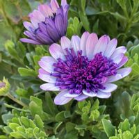 サザンカ,ヒヤシンス,夏みかん,オステオスペルマム,水仙の画像