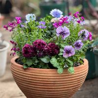 リナリア,オステオスペルマム3D スチールブルー,フリルパンジー ユニヴェール,パンジー ジャーニー,yasu2026寄せ植えの画像