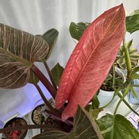 フィロデンドロン,観葉植物,植物のある暮らし,園芸初心者,ピンクバーキンの画像