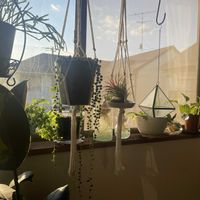 チランジア,グリーンネックレス,ポトス,モンステラ,リプサリスの画像