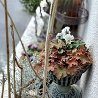 ビオラ,ヒューケラ,ヒューケラ キャラメル,PW,PWカレンダーの画像