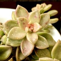  ブロンズ姫,多肉植物,可愛い,花のある暮らし,緑のある暮らしの画像