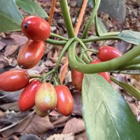 アオキ,庭の常緑樹の画像