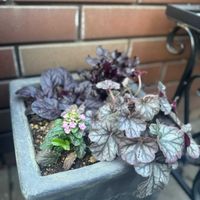 アジュガ,ヒューケラ シナバーシルバー,ビーツ　ブルズブラッド,COCO'S寄せ植え,❤︎New Face❤︎の画像