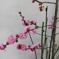 ピンクワールドへ ようこそ,エントランスの画像