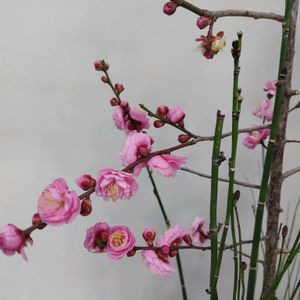 ピンクワールドへ ようこそ,エントランスの画像