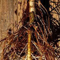 ドラセナ,コルジリネの画像